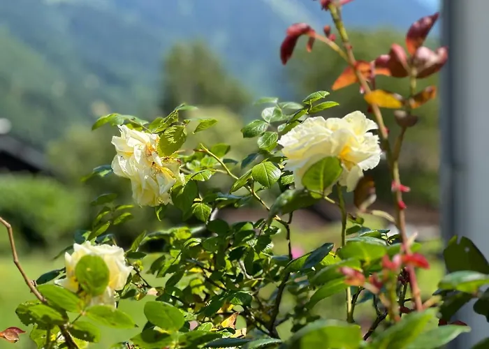 Casa Cozy Apartament *